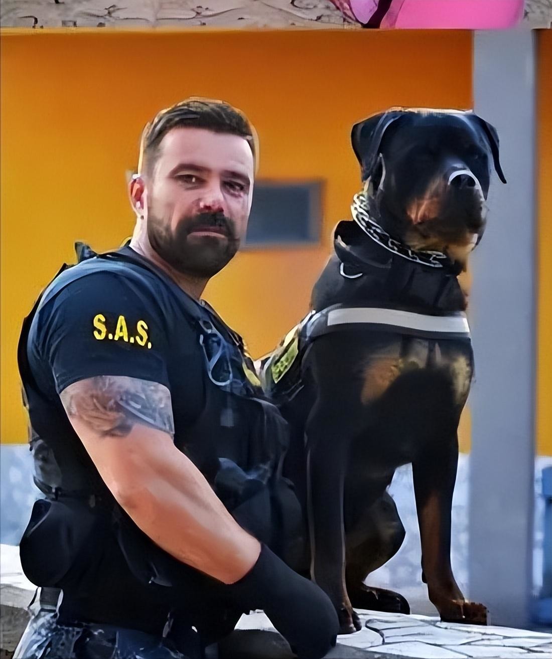 世界上被"禁养"的六大猛犬,你以为藏獒的战斗力真的是吹的吗?