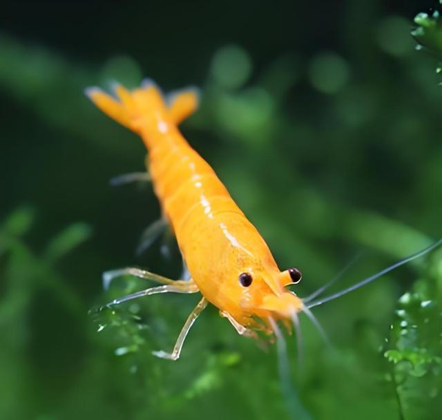 观赏虾的饲养方法及易养性分析