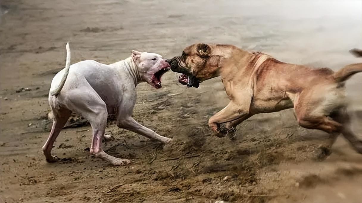 世界上被"禁养"的六大猛犬,你以为藏獒的战斗力真的是吹的吗?