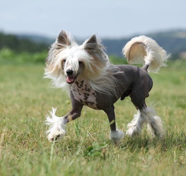 北京冠毛犬图片