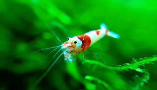 观赏虾的饲养方法及易养性分析