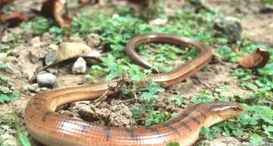 浙江大叔山上挖到"山鳗"?不是蛇!竟然是濒危动物