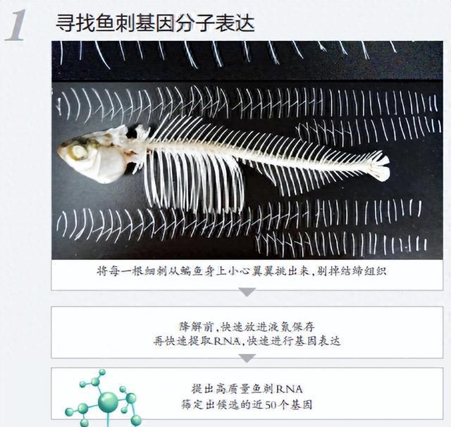 科学家宣布研制出无刺草鱼,网友:产品很好,下次不要再研制了