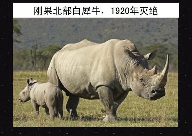盘点被人类吃灭绝的动物,从50亿到1只不剩,连百年时间都不到