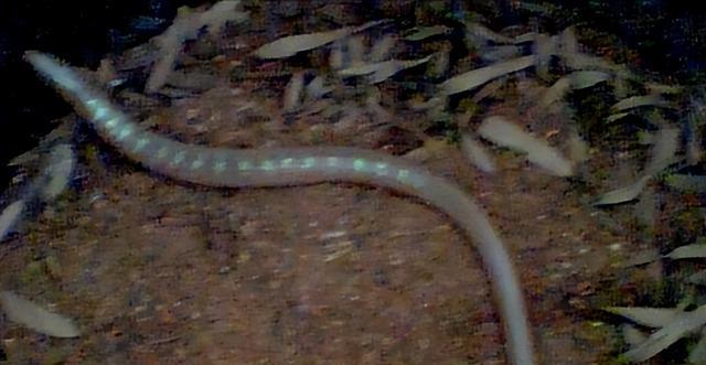 浙江大叔山上挖到"山鳗"?不是蛇!竟然是濒危动物