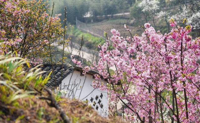 泸州樱花谷风景区图片