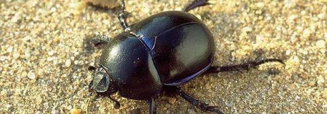 屎壳郎的种类及分布范围和外形差异详解