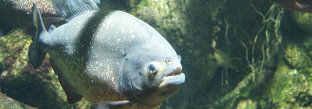 食人鱼的天敌介绍及其品种和分布地区