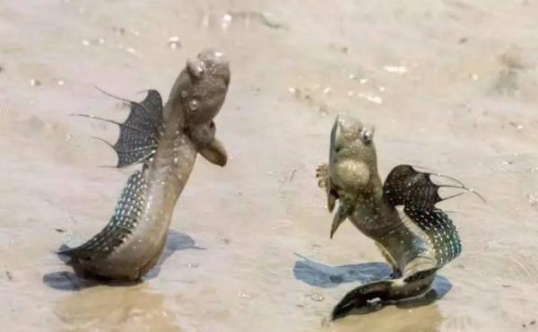 跳跳鱼的市场价格是多少?附跳跳鱼的营养价值和食用方法