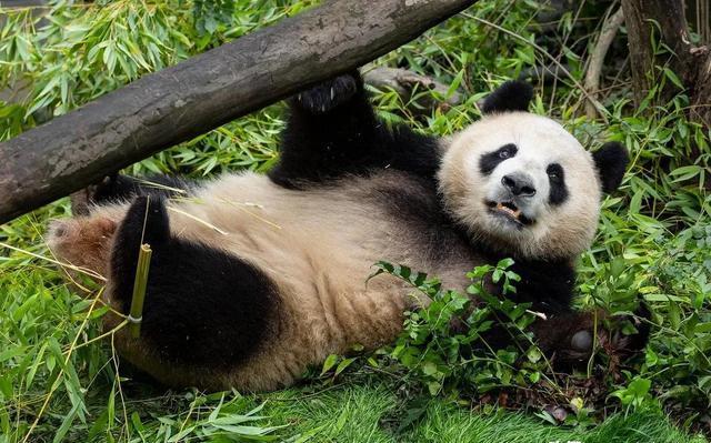 美国圣迭戈动物园发布大熊猫云川和鑫宝新照片,满意,放心!