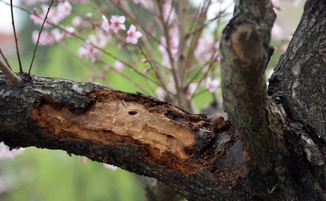 防治桃树钻心虫的最佳药物推荐