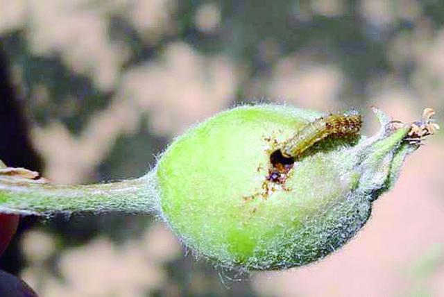 防治桃树钻心虫的最佳药物推荐