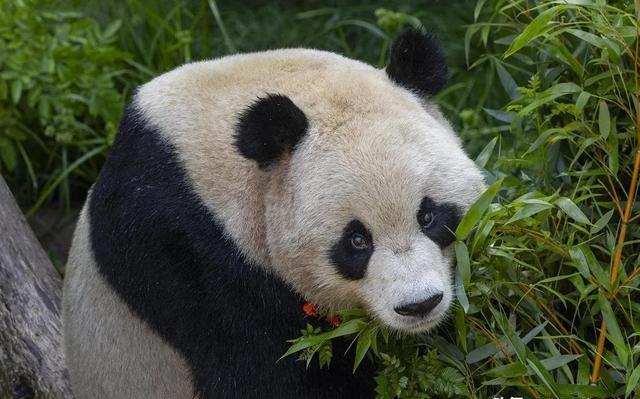 美国圣迭戈动物园发布大熊猫云川和鑫宝新照片,满意,放心!