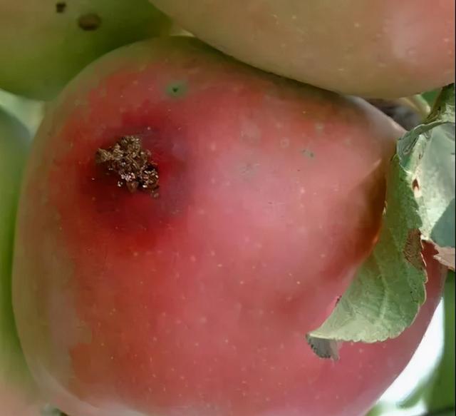 防治桃树钻心虫的最佳药物推荐