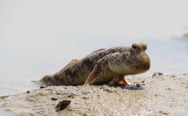 跳跳鱼的市场价格是多少?附跳跳鱼的营养价值和食用方法