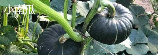 西葫芦与小南瓜的区别:颜色,外形和口感各有不同