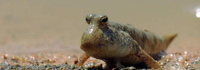 跳跳鱼的价格,营养价值及食用方法介绍