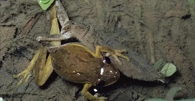"水中霸王"水知了:连毒蛇都是它的家常菜,口感却比螃蟹还鲜美