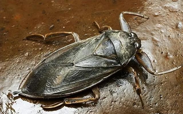 "水中霸王"水知了:连毒蛇都是它的家常菜,口感却比螃蟹还鲜美