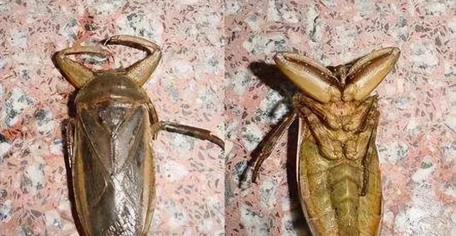 "水中霸王"水知了:连毒蛇都是它的家常菜,口感却比螃蟹还鲜美