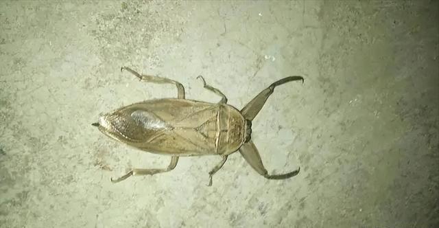 "水中霸王"水知了:连毒蛇都是它的家常菜,口感却比螃蟹还鲜美