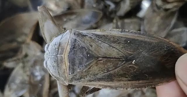 "水中霸王"水知了:连毒蛇都是它的家常菜,口感却比螃蟹还鲜美