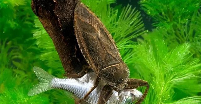 "水中霸王"水知了:连毒蛇都是它的家常菜,口感却比螃蟹还鲜美