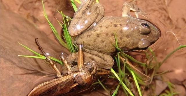 "水中霸王"水知了:连毒蛇都是它的家常菜,口感却比螃蟹还鲜美