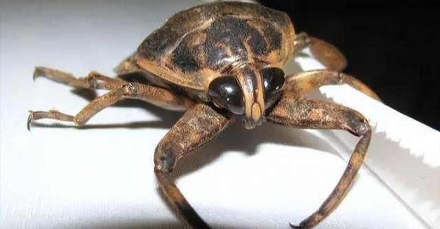 "水中霸王"水知了:连毒蛇都是它的家常菜,口感却比螃蟹还鲜美