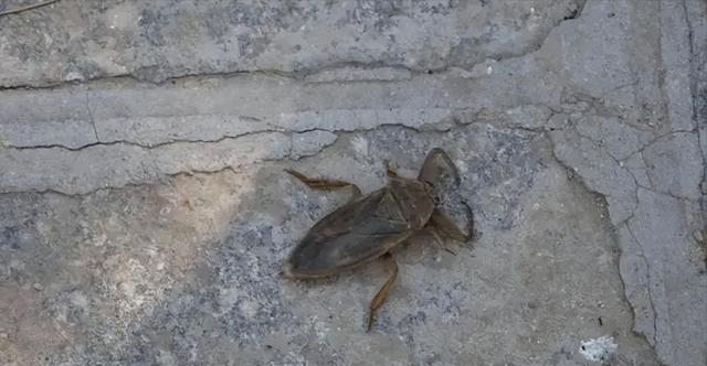 "水中霸王"水知了:连毒蛇都是它的家常菜,口感却比螃蟹还鲜美