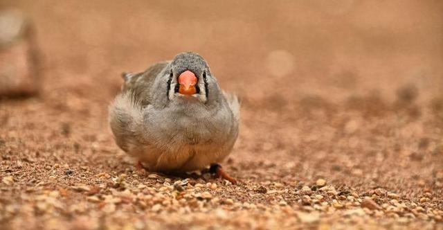 斑胸草雀,表达序列标签中的简单序列重复,雀形目进化遗传研究