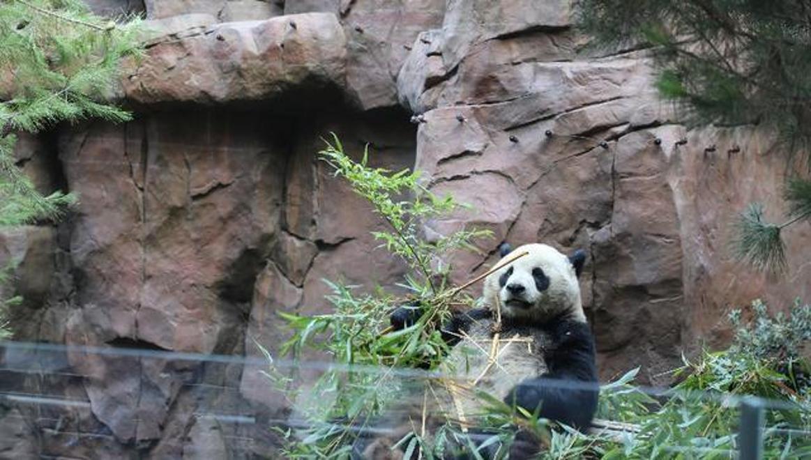 美国圣迭戈动物园的熊猫宝宝鑫宝与游客见面啦!