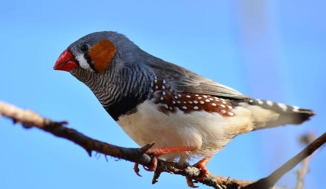 斑胸草雀,表达序列标签中的简单序列重复,雀形目进化遗传研究