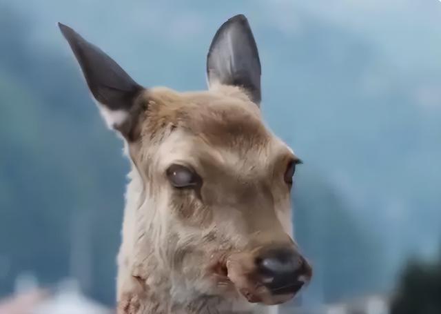 美国黄石公园僵尸鹿:身形摇晃流口水,攻击性强,会感染人类吗?