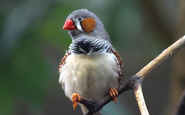 斑胸草雀,表达序列标签中的简单序列重复,雀形目进化遗传研究