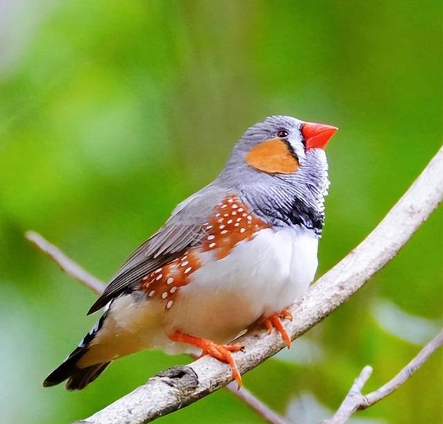 斑胸草雀,表达序列标签中的简单序列重复,雀形目进化遗传研究