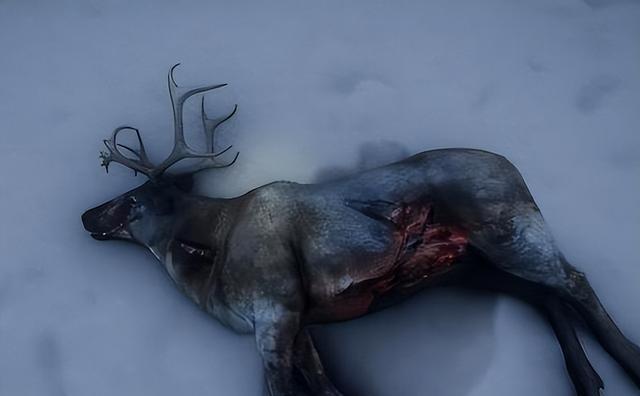 美国黄石公园僵尸鹿:身形摇晃流口水,攻击性强,会感染人类吗?