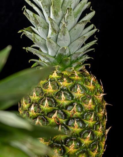 菠萝与凤梨,美食文化与生活艺术的对话!