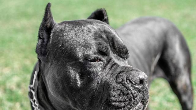 如何训练卡斯罗犬?分阶段要点详细解析