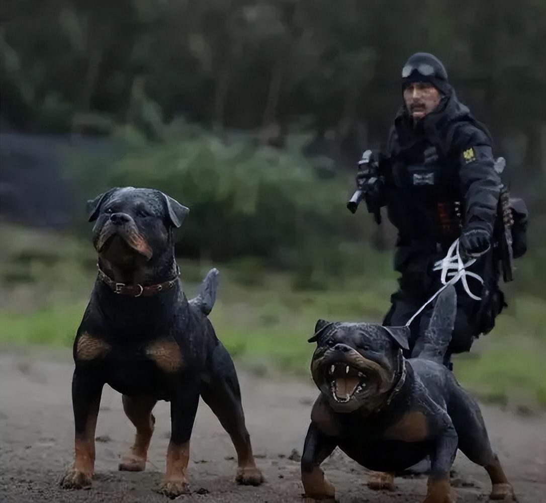 世界上被"禁养"的六大猛犬,你以为藏獒的战斗力真的是吹的吗?