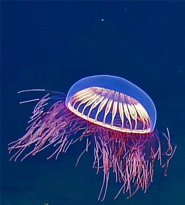 外形漂亮透明无瑕,分布西太平洋温海海域,花笠水母到底有神奇?