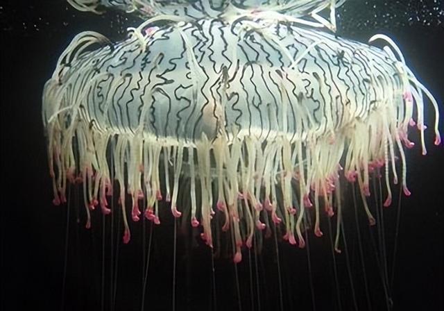 外形漂亮透明无瑕,分布西太平洋温海海域,花笠水母到底有神奇?