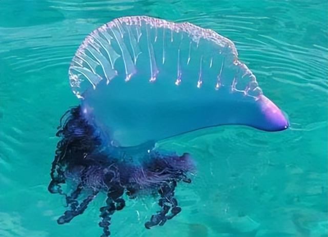 外形漂亮透明无瑕,分布西太平洋温海海域,花笠水母到底有神奇?
