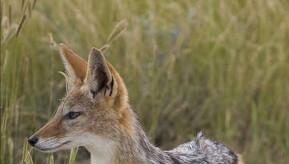 农村中传说的"扒狗子",到底是什么动物,为何如今消失不见?