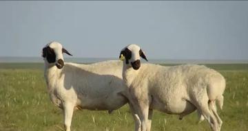 形成历史较早,种类甚多尾重一二十斤,阿勒泰大尾羊有多胖?