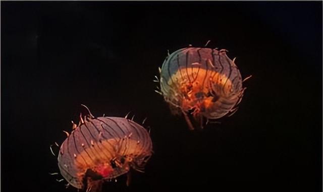 外形漂亮透明无瑕,分布西太平洋温海海域,花笠水母到底有神奇?