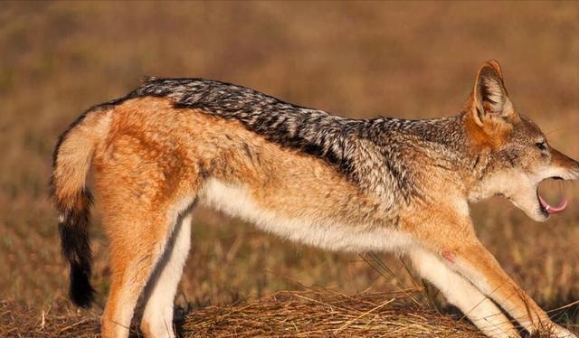 农村中传说的"扒狗子",到底是什么动物,为何如今消失不见?