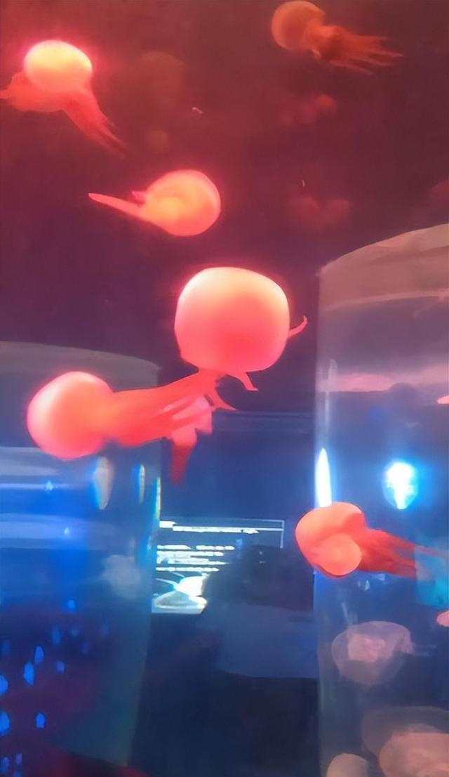 外形漂亮透明无瑕,分布西太平洋温海海域,花笠水母到底有神奇?