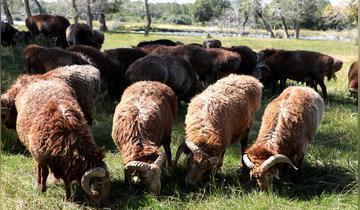 形成历史较早,种类甚多尾重一二十斤,阿勒泰大尾羊有多胖?