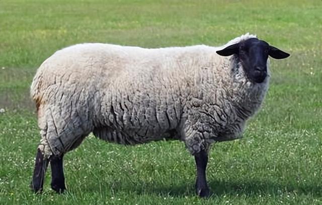 原产于英国,体重较大的肉毛兼用绵羊品种,萨福克羊分布有多广?
